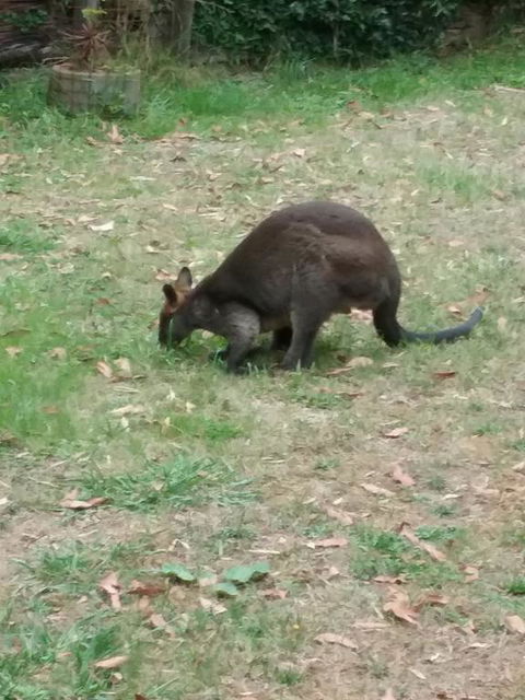 Lyrebird Gully Retreat - Accommodation Gladstone 1