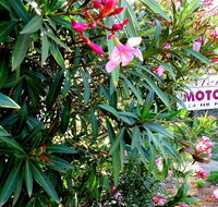 Mercury motor inn - Accommodation Gladstone