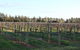 Milawa Vineyard Views - Guesthouse 2 - thumb 0