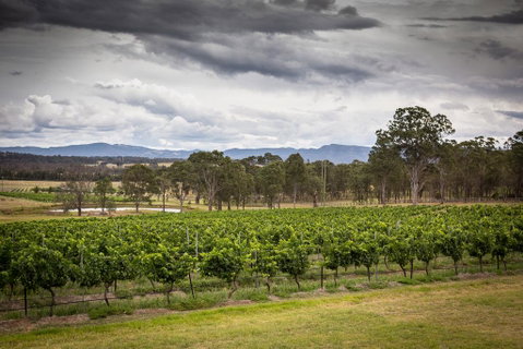 Molly Morgan Vineyard - Accommodation Gladstone 2