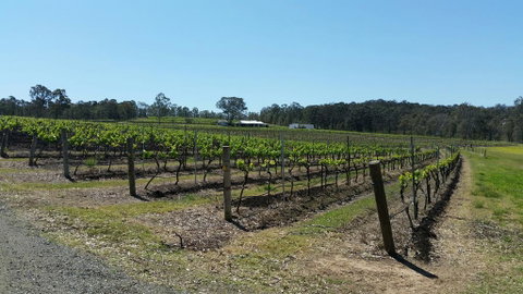 Molly Morgan Vineyard - Accommodation Gladstone 3