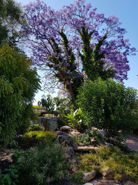 Jacaranda Hideaway Bed & Breakfast - Accommodation Gladstone 10