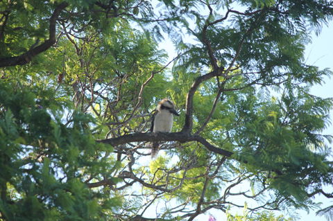 Jacaranda Hideaway Bed & Breakfast - Accommodation Gladstone 0