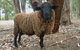 Margaret River Hideaway & Farmstay - thumb 27