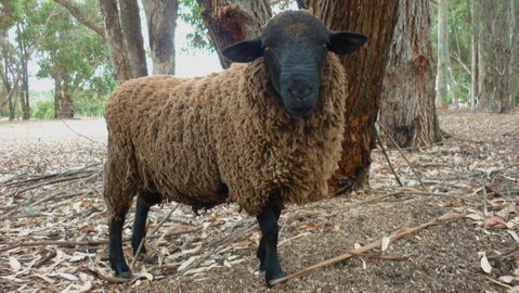 Margaret River Hideaway & Farmstay - Accommodation Gladstone 27