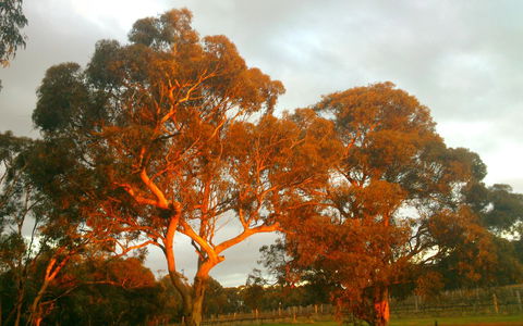 Hotham Ridge Estate - Accommodation Gladstone 35