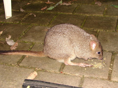 Yelverton Brook Conservation Sanctuary - Accommodation Gladstone 37
