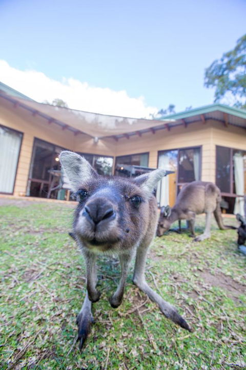 Yelverton Brook Conservation Sanctuary - Accommodation Gladstone 17
