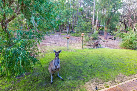 Yelverton Brook Conservation Sanctuary - Accommodation Gladstone 11