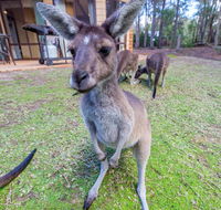 Yelverton Brook Eco Spa Retreat  Conservation Sanctuary - Accommodation Gladstone