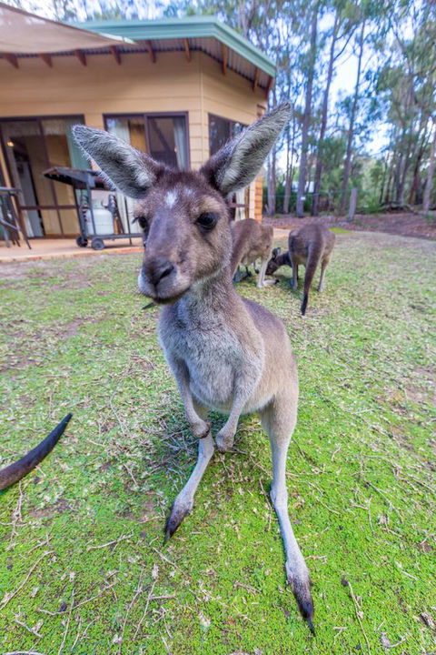 Yelverton Brook Conservation Sanctuary - Accommodation Gladstone 0