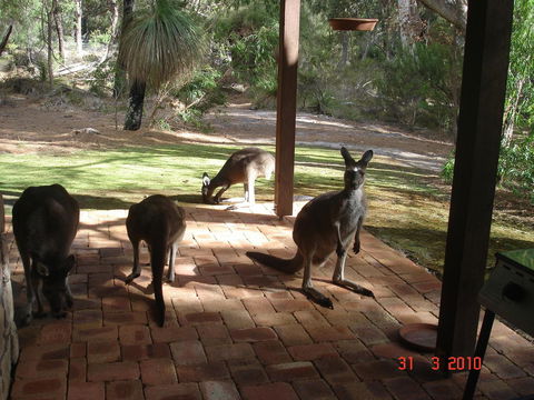 Yelverton Brook Conservation Sanctuary - Accommodation Gladstone 22