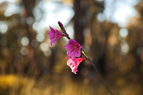 Amaroo Retreat & Spa - Accommodation Gladstone 14