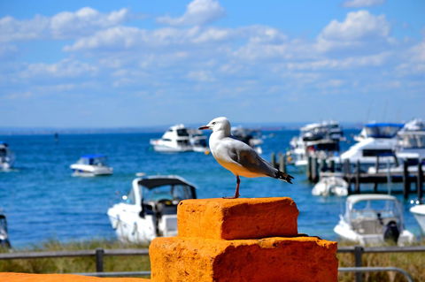 Palms Bed & Breakfast - Accommodation Gladstone 25
