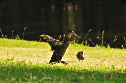 Waterfall Cottages - Accommodation Gladstone 22