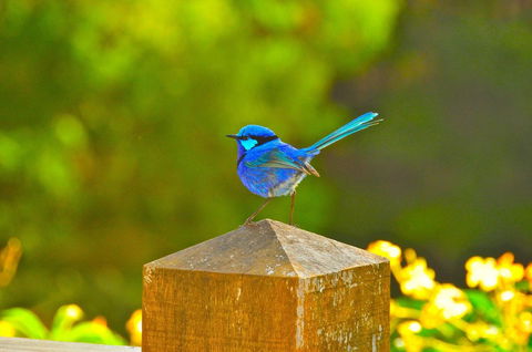 Waterfall Cottages - Accommodation Gladstone 21