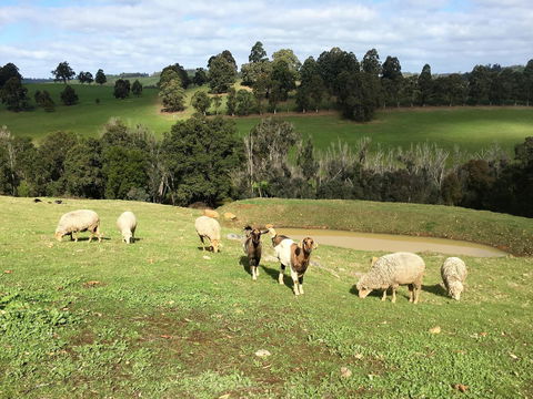 Balingup Highview Chalets - Accommodation Gladstone 36