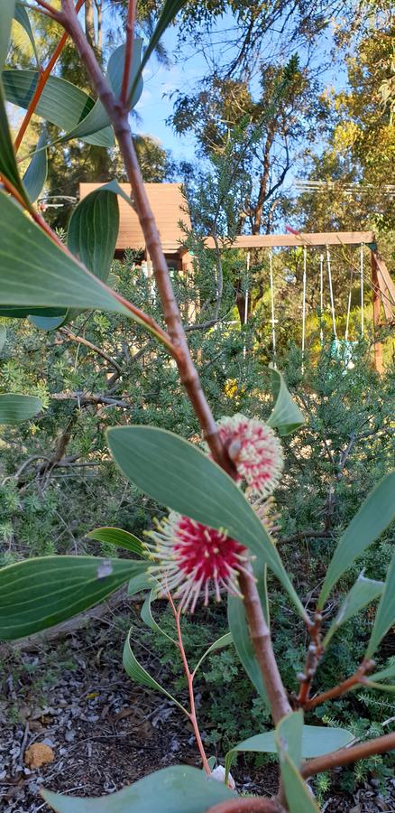 Di's Cabin In Dwellingup - Accommodation Gladstone 4