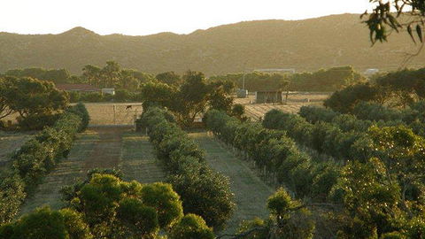 Bentwood Olive Grove Accommodation - Accommodation Gladstone 20