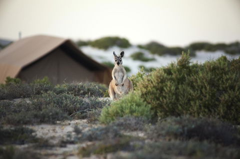 Sal Salis Ningaloo Reef - Accommodation Gladstone 32