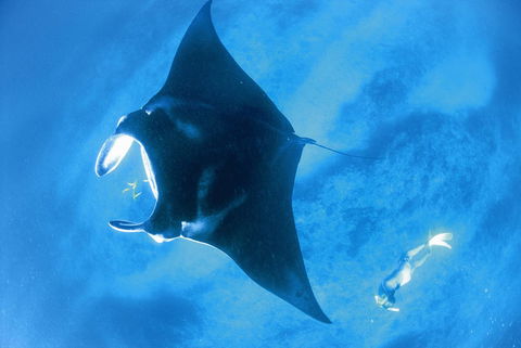 Sal Salis Ningaloo Reef - Accommodation Gladstone 28