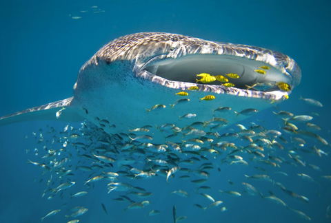 Sal Salis Ningaloo Reef - Accommodation Gladstone 20
