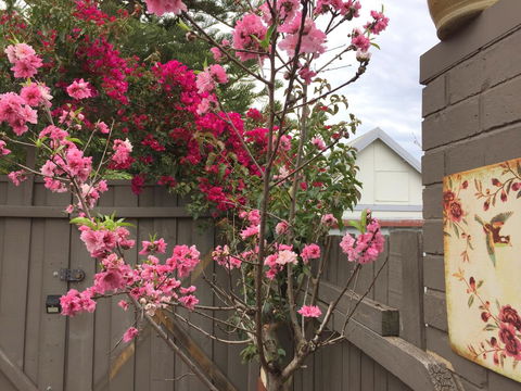 Garden Studio In Cottesloe - Accommodation Gladstone 10