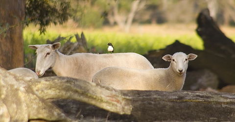SilverSprings Spa Retreat Pet Friendly Cottages And Glampings - Accommodation Gladstone 1