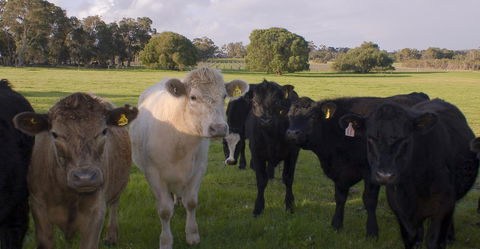 SilverSprings Spa Retreat Pet Friendly Cottages And Glampings - Accommodation Gladstone 16