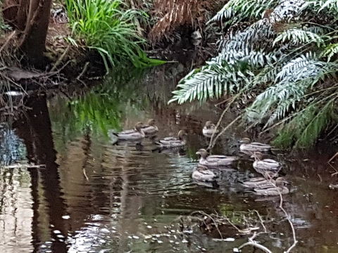 Strahan Retreat Holiday Park - Accommodation Gladstone 24