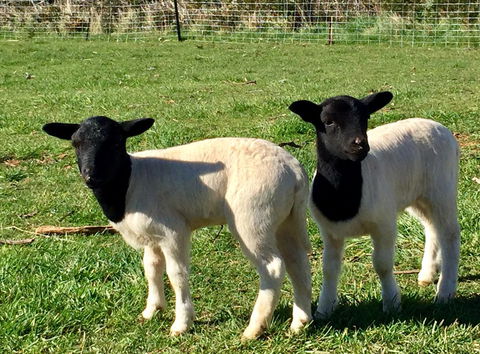 Manna Hill Farm - Accommodation Gladstone 2