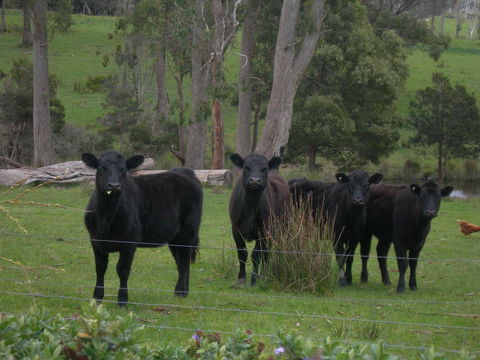 Platypus Park Country Retreat - Accommodation Gladstone 25