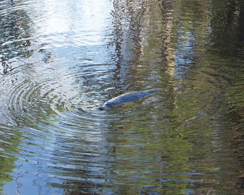 Platypus Park Country Retreat - Accommodation Gladstone 32
