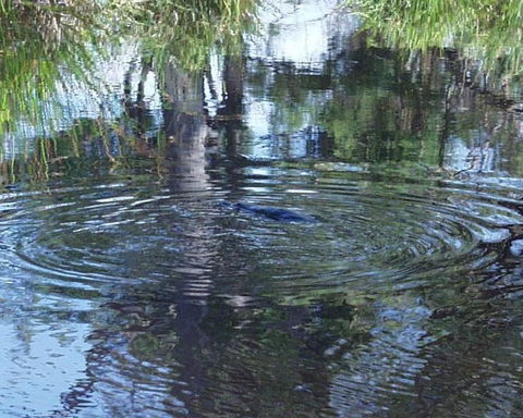 Platypus Park Country Retreat - Accommodation Gladstone 33