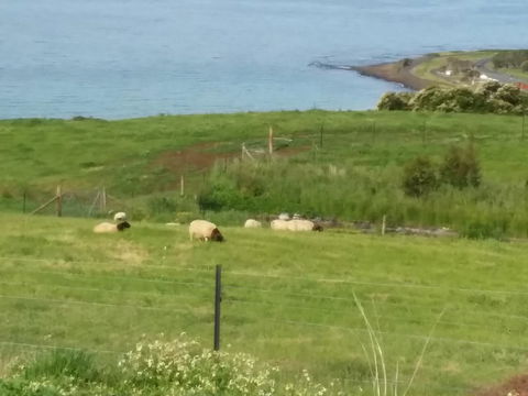 Penguin Seaside Farm - Accommodation Gladstone 7