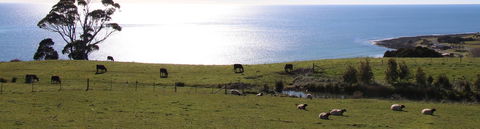 Penguin Seaside Farm - Accommodation Gladstone 2