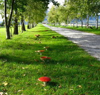 Plovers Ridge Country Retreat - Accommodation Gladstone