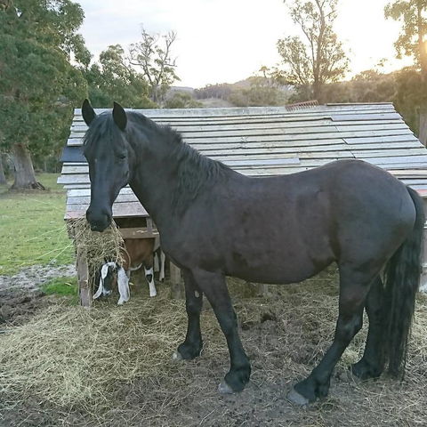 Glengarry Farm Stay BnB - Accommodation Gladstone 12