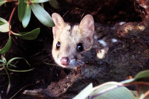 Cradle Mountain Love Shack - Accommodation Gladstone 16