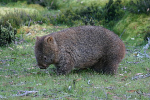 Cradle Mountain Love Shack - Accommodation Gladstone 27