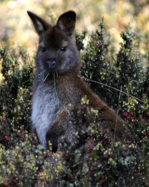 Cradle Mountain Love Shack - Accommodation Gladstone 21
