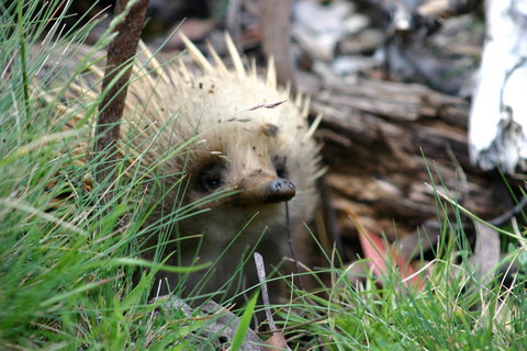Cradle Mountain Love Shack - Accommodation Gladstone 23