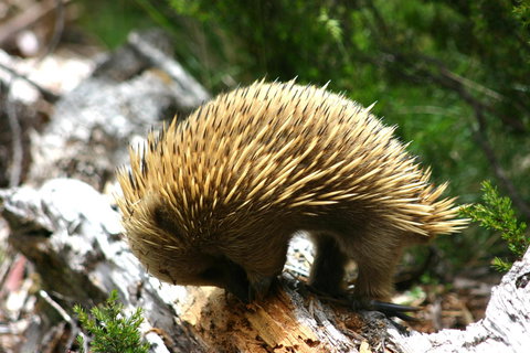 Cradle Mountain Love Shack - Accommodation Gladstone 22