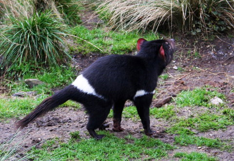 Cradle Mountain Love Shack - Accommodation Gladstone 18