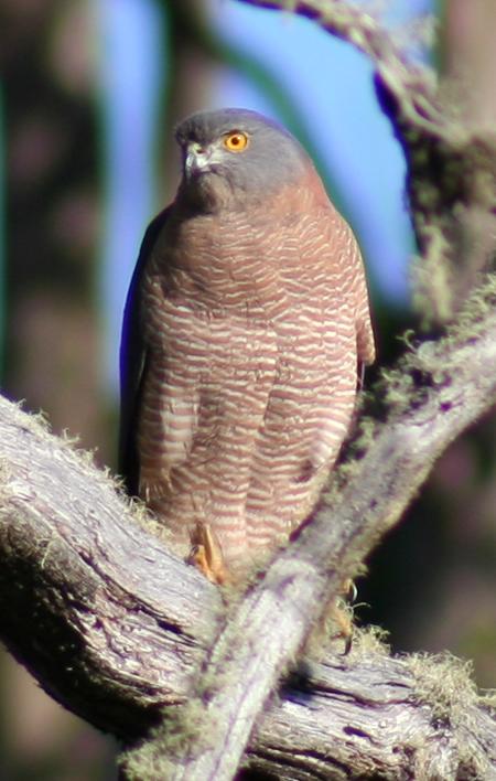 Cradle Mountain Love Shack - Accommodation Gladstone 13
