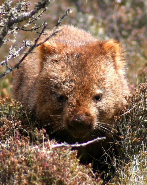 Cradle Mountain Love Shack - Accommodation Gladstone 24