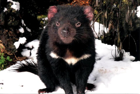 Cradle Mountain Love Shack - Accommodation Gladstone 17