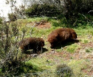 Cradle Mountain Love Shack - Accommodation Gladstone 26