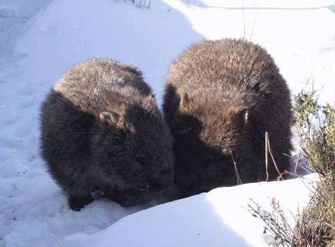 Cradle Mountain Love Shack - Accommodation Gladstone 25