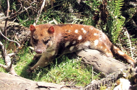 Cradle Mountain Love Shack - Accommodation Gladstone 15